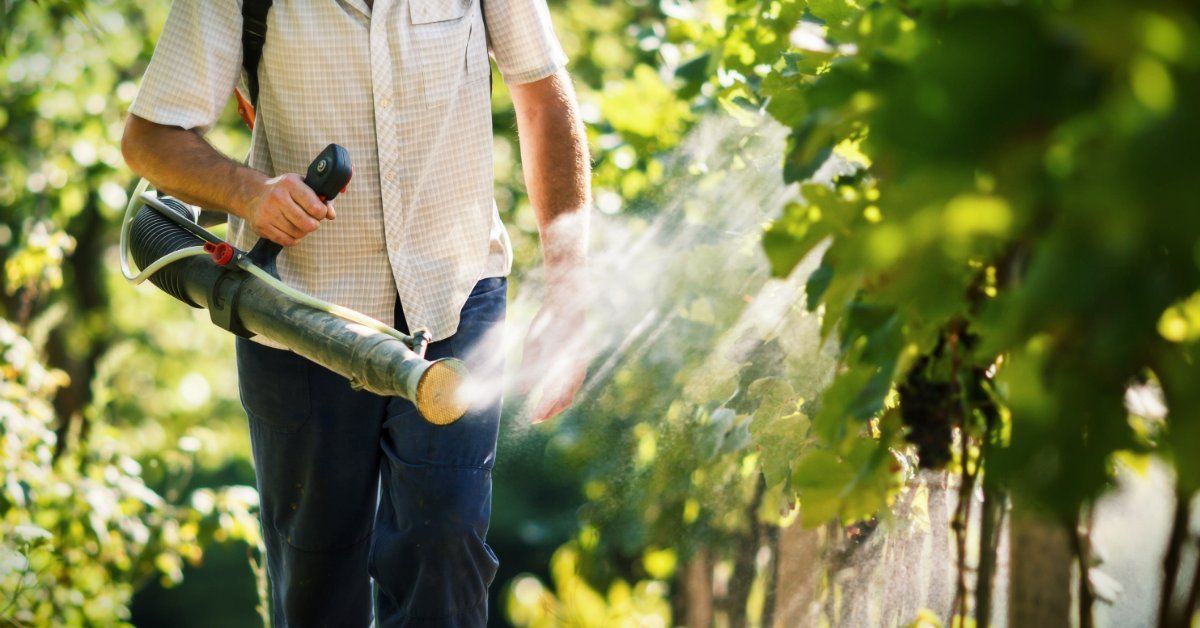 Опрыскивание винограда осенью: обработка против болезней и вредителей перед укрытием на зиму